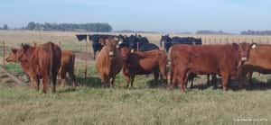  36 Vacas nuevas C/ gtia de preñez en Buenos Aires, Tapalqué