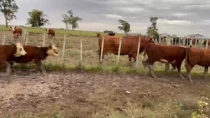 18 Terneros y Terneras