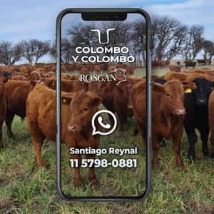 130 Terneros a término en Buenos Aires, Gral. Belgrano — COLOMBO Y COLOMBO S.A.
