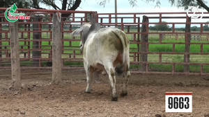  Toros Brahman