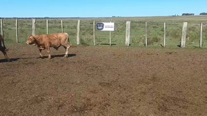  Lote Virtual 1