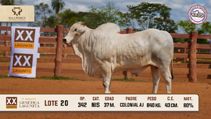 Lote 20 — Sola Marca SA