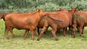  10 Vacas nuevas Preñadas