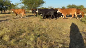  120 Vacas nuevas C/ gtia de preñez en Corrientes, Mercedes