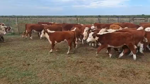  76 Terneros