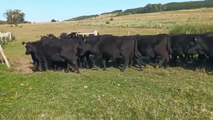  168 Vaquillonas Vacas Preñadas