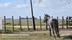 Carancho de los Robles — Escritorio Alori y Cia.