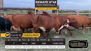  9 Vaquillonas 1 a 2 años en Otra Localidad, Canelones
