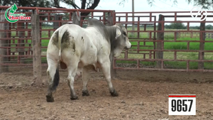  Toros Brahman
