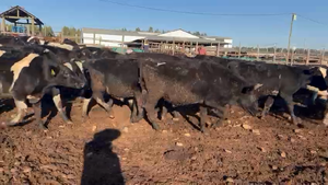  45 Novillo Engorda en San Pedro, Región Metropolitana