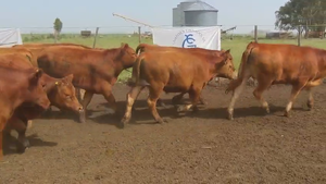  Machos - Gral Lamadrid Bs As