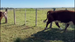  VACAS GORDAS