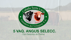  5 Vaquillonas preñadas