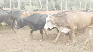  110 Vacas de invernar en Quimilí, Santiago del Estero