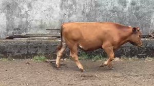  51 Novillo Engorda en Vilcún, IX Región Araucanía