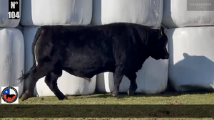 1 Toro