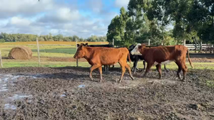  TERNERAS