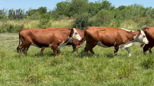  11 Vaquillonas preñadas en Corrientes, Curuzú-Cuatiá