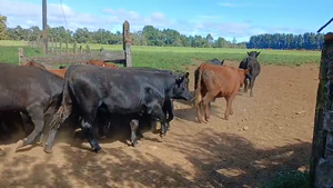  40 Novillo Engorda en Frutillar, X Región Los Lagos
