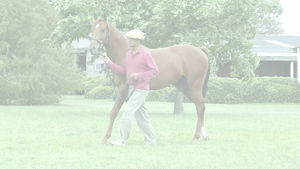  STRICKER (SEÑOR CANDY -  NONOCAINA)