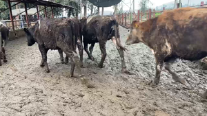  34 Novillo Engorda en San Bernardo, Región Metropolitana