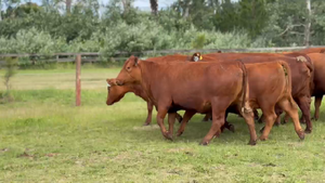  10 Vacas nuevas Preñadas