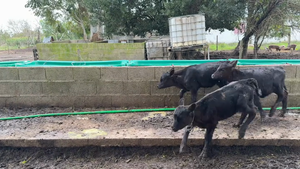  TERNEROS Y TERNERAS