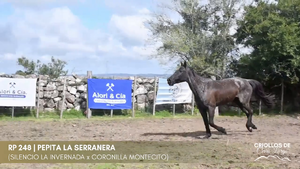 Pepita La Serranera — Escritorio Alori y Cia.