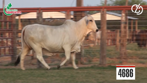  Embriones Brahman