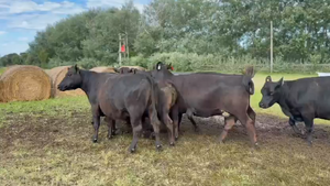  8 Vacas CUT preñadas