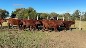  TERNERAS