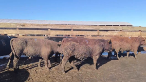  20 Novillo Gordo en Los Ángeles, VIII Región Biobío