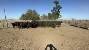  100 Terneras en Catriló, La Pampa