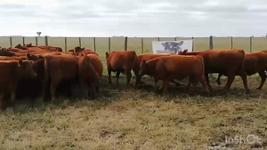  60 Terneros