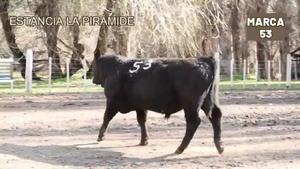  1 Toro