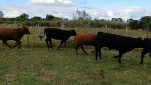  Lote 1-B