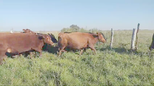  0 Vacas nuevas C/ gtia de preñez en Entre Ríos, San José de Feliciano