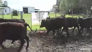  65 Terneras