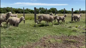  OVEJAS CON CRÍA 