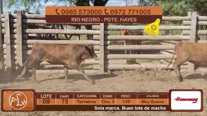  Lote 9