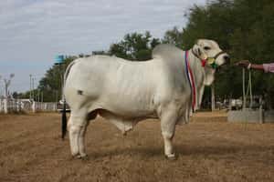  Semen