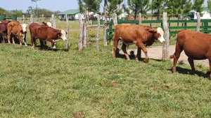  27 Novillitos en Corrientes, Bonpland