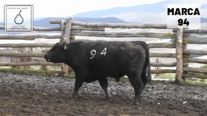  1 Toro