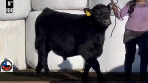  1 Toro
