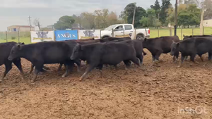  120 Terneros