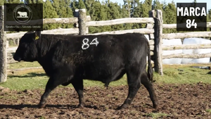  1 Toro