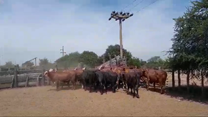  21 Vacas nuevas C/ gtia de preñez en Villa Paranacito, Entre Ríos