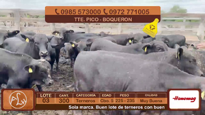  Lote 3