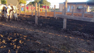  80 Novillitos Holando Argentino en Col. San Bartolomé, Córdoba