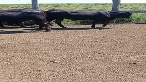  60 Terneros/as a término